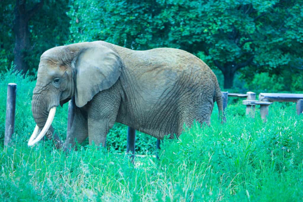 elephant at omaha zoo