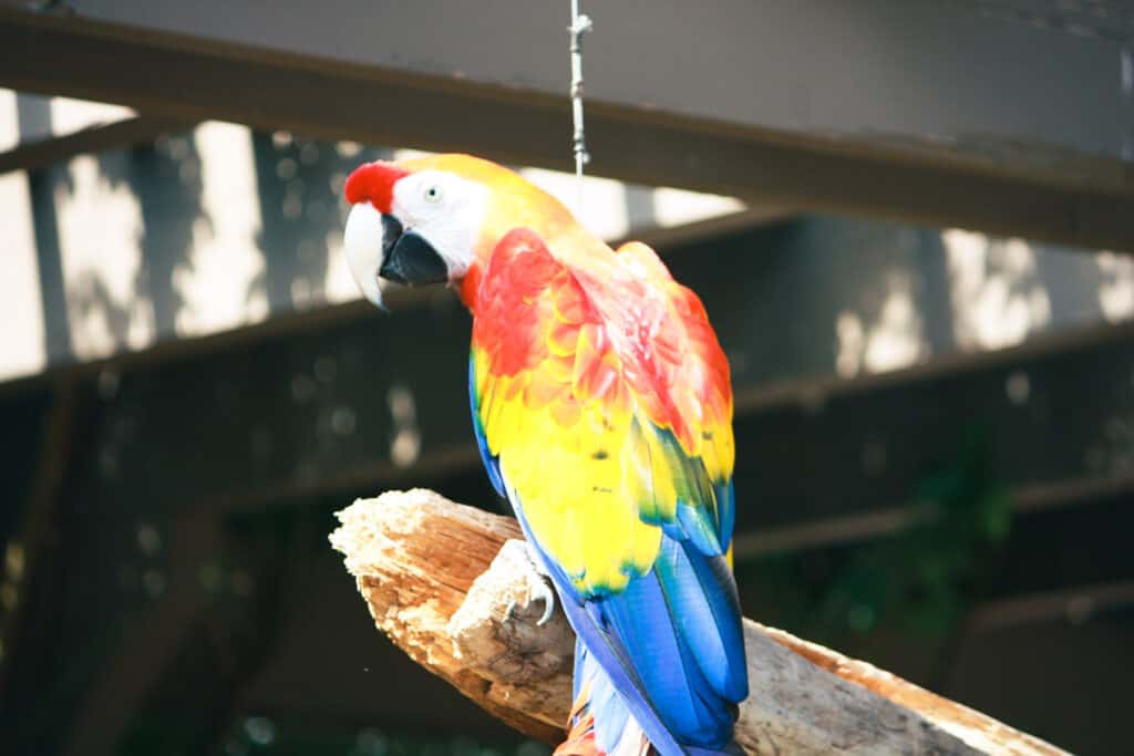 colorful bird at Omaha zoo