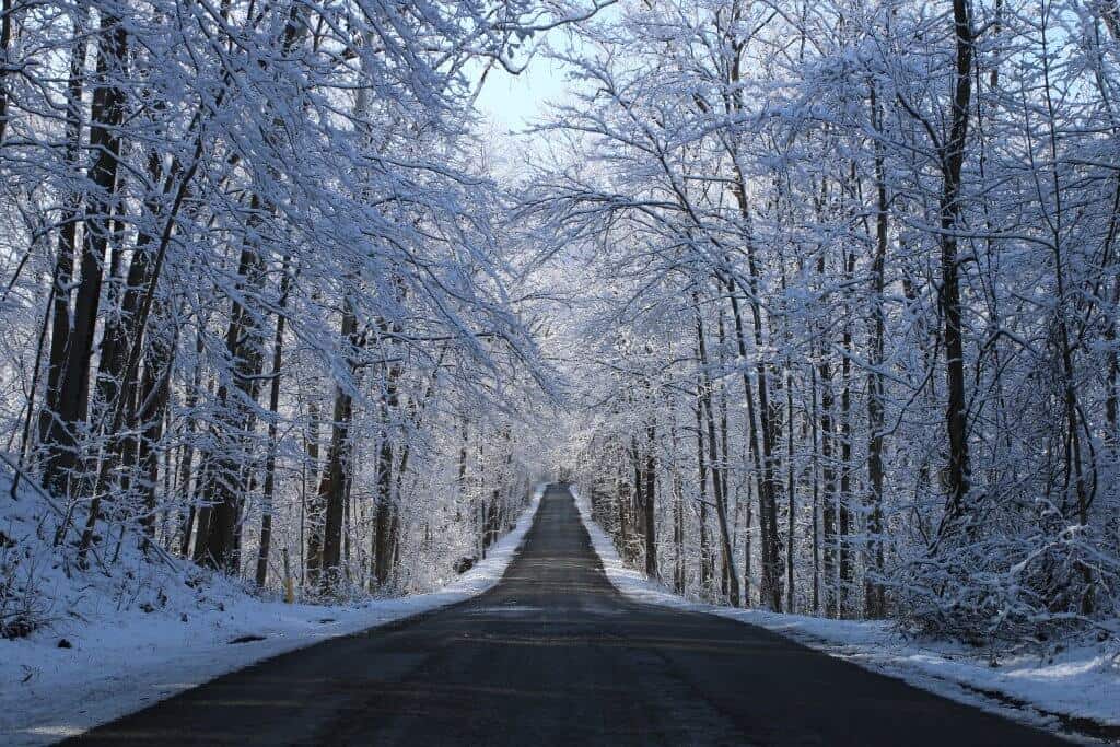 road through snowy trees