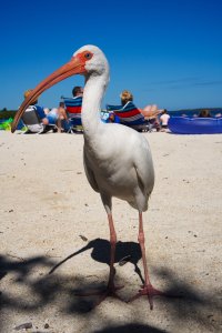Key West Pelican