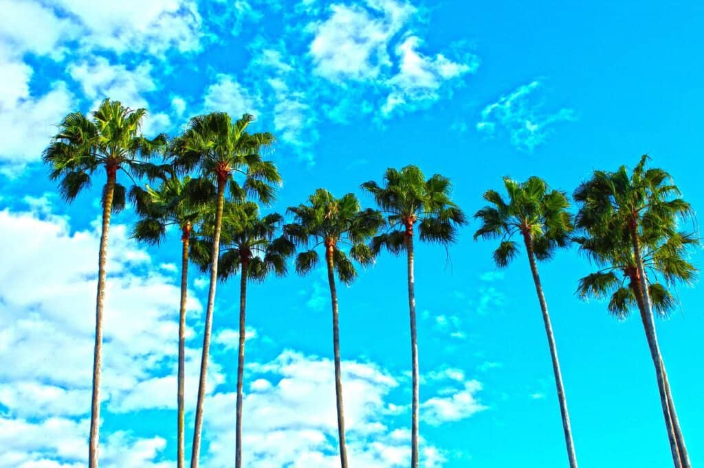 palm trees, florida, tropical