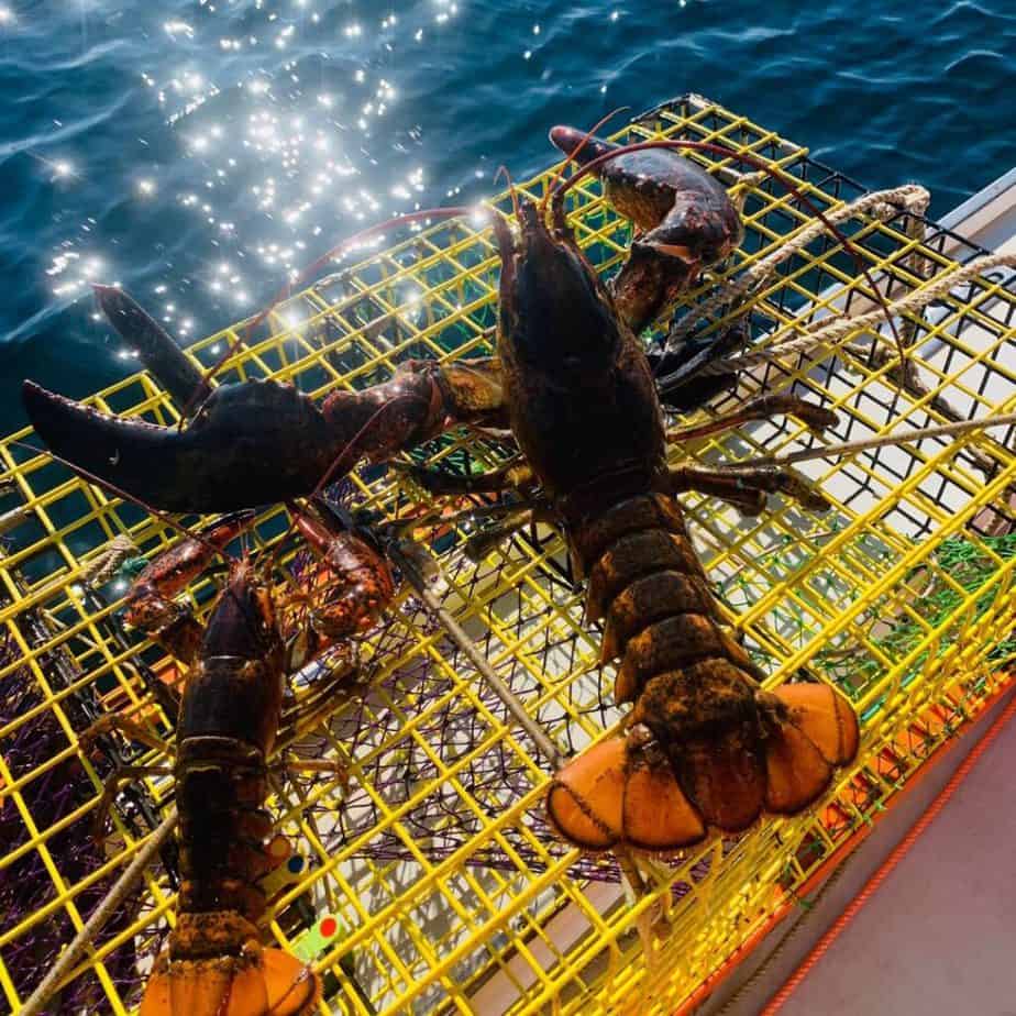 lobster traps, fresh lobster