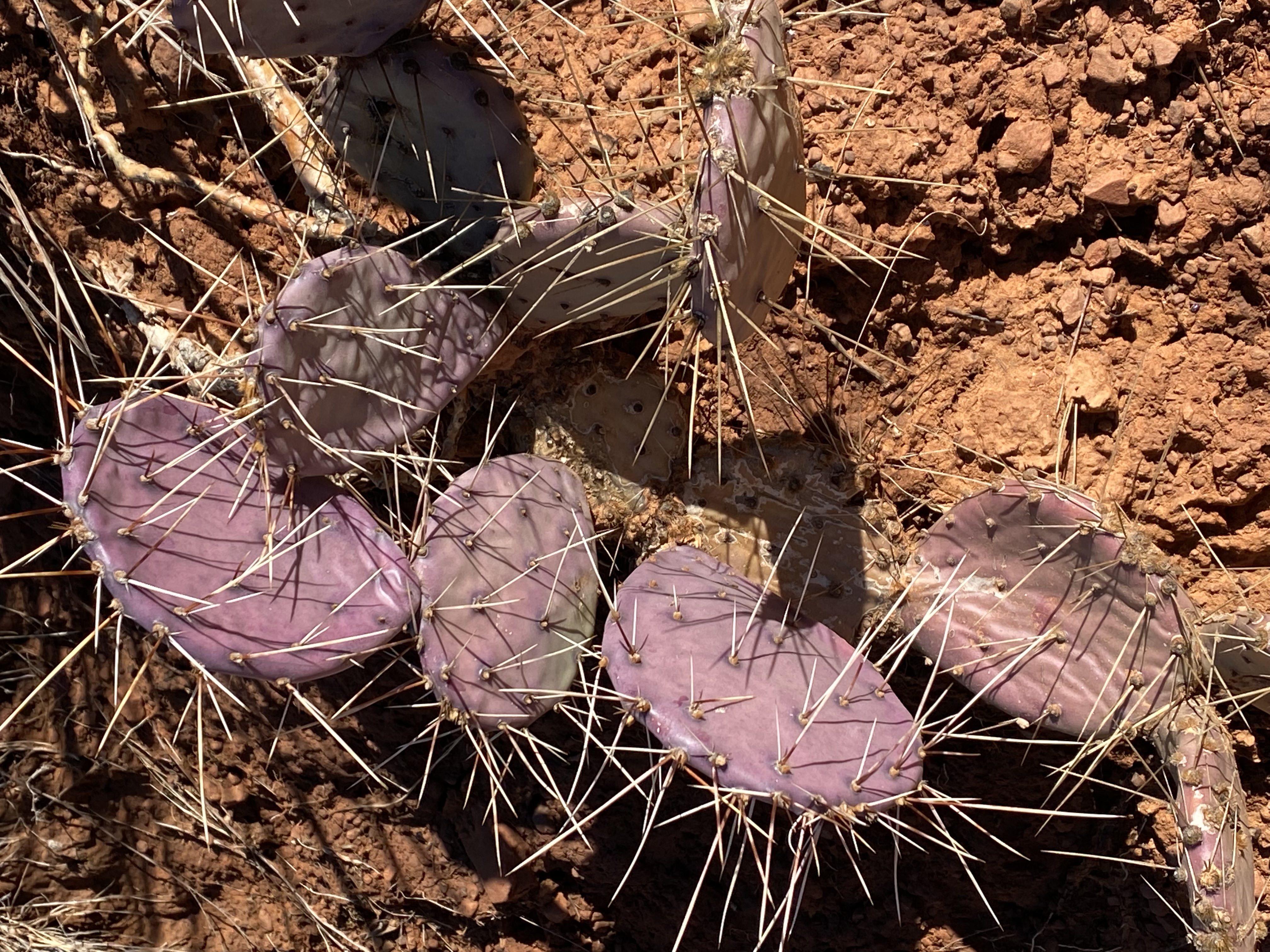 arizona cactus
