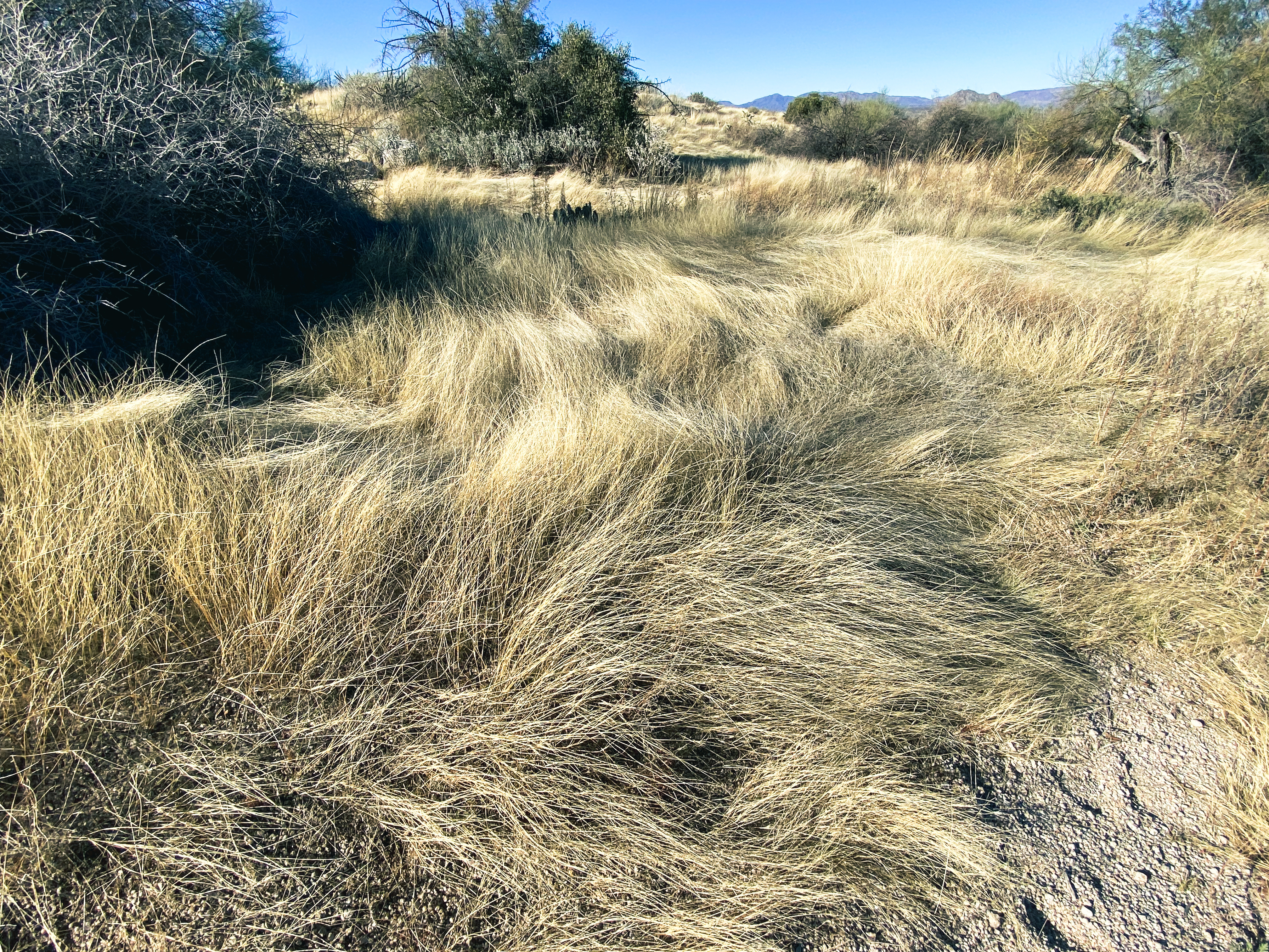 desert grass