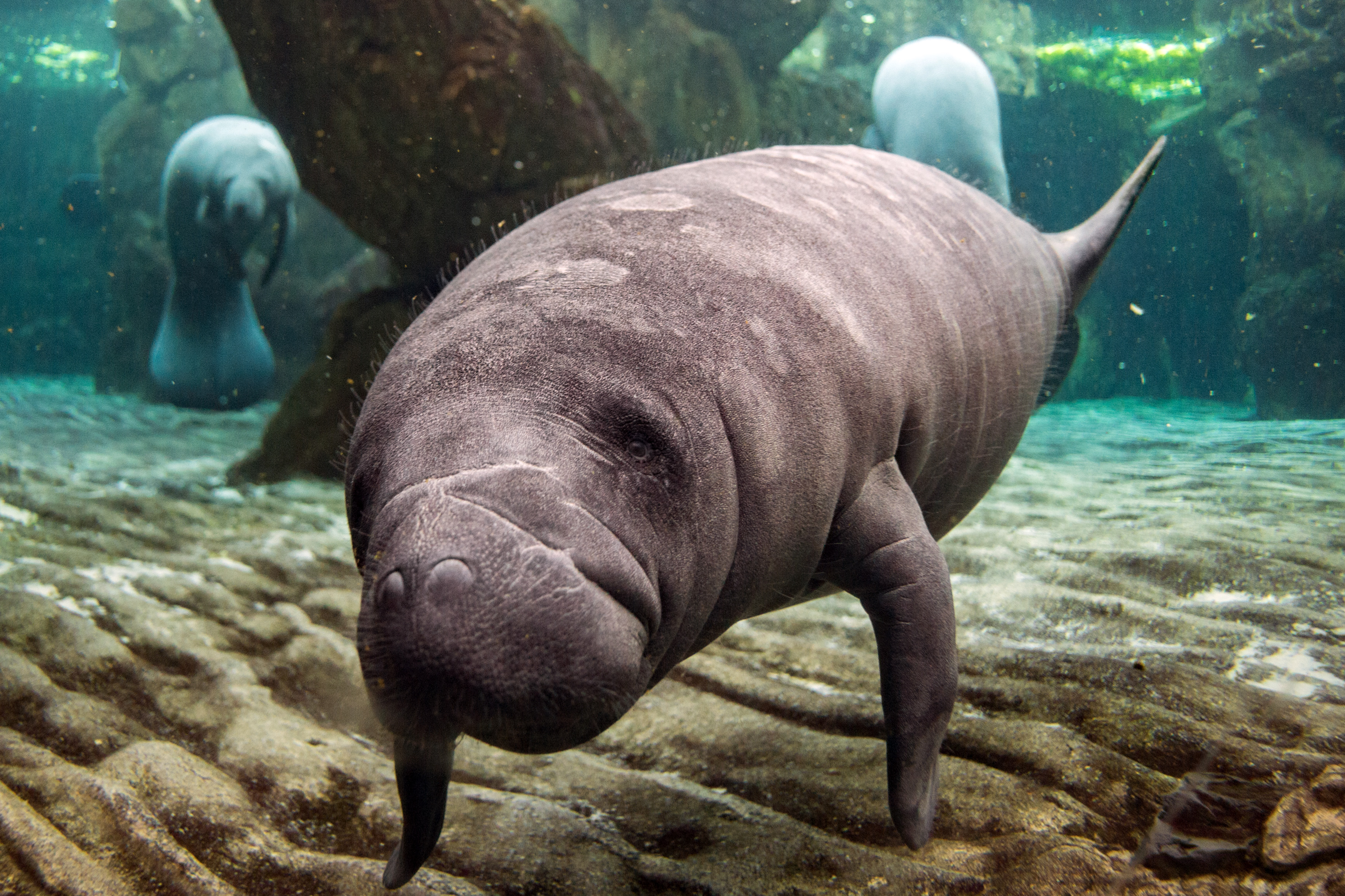 baby manatee