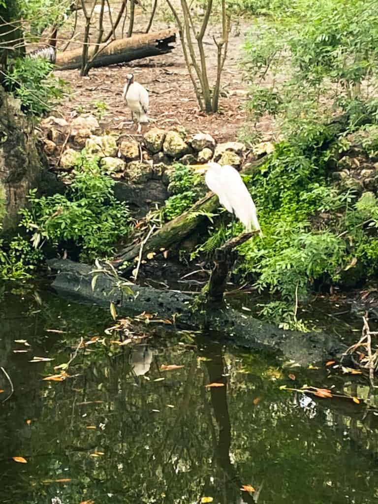 white bird in water