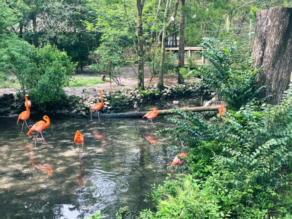 flamingos, swamp