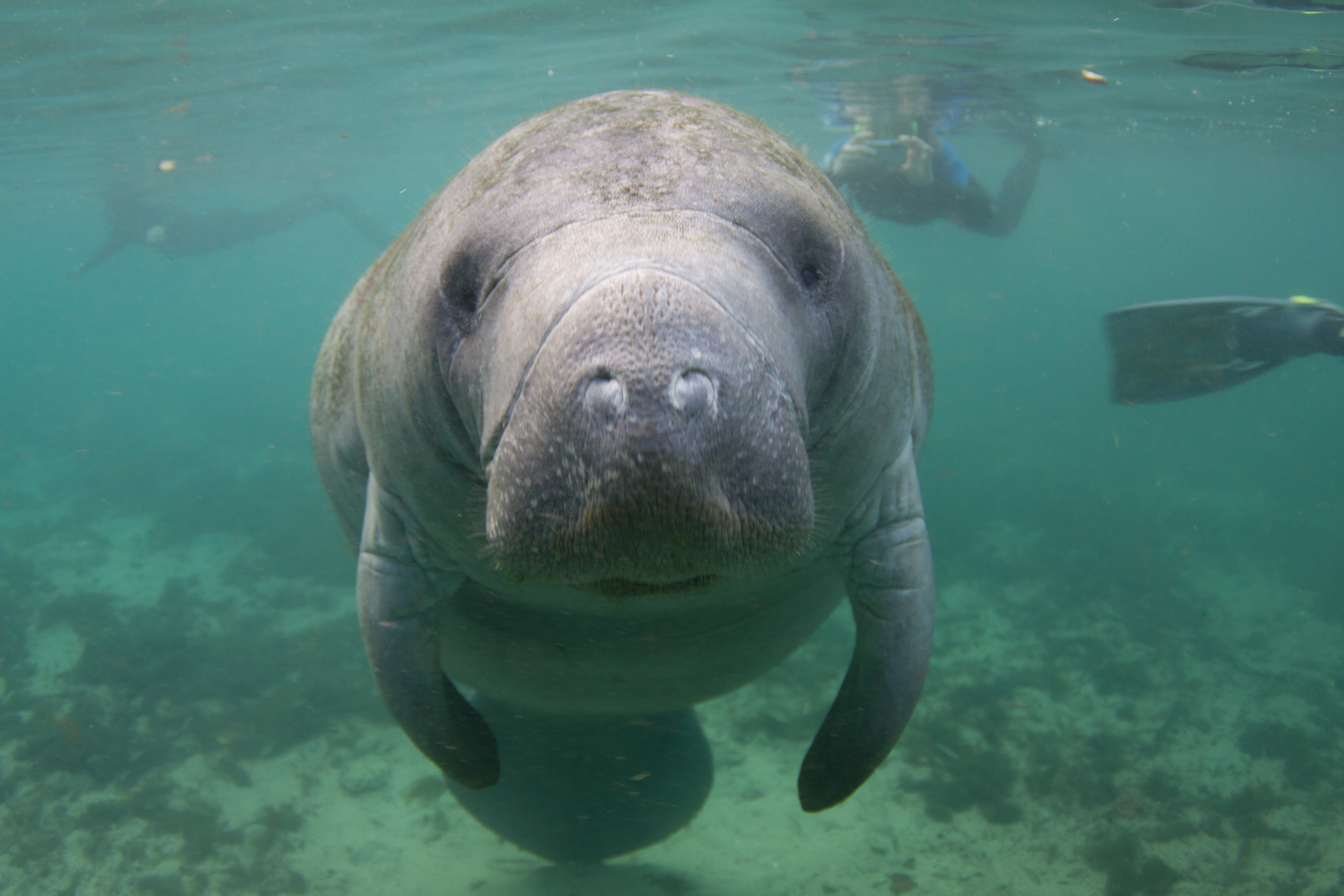 Best Places To Swim With Manatees In Florida(For Cheap!)