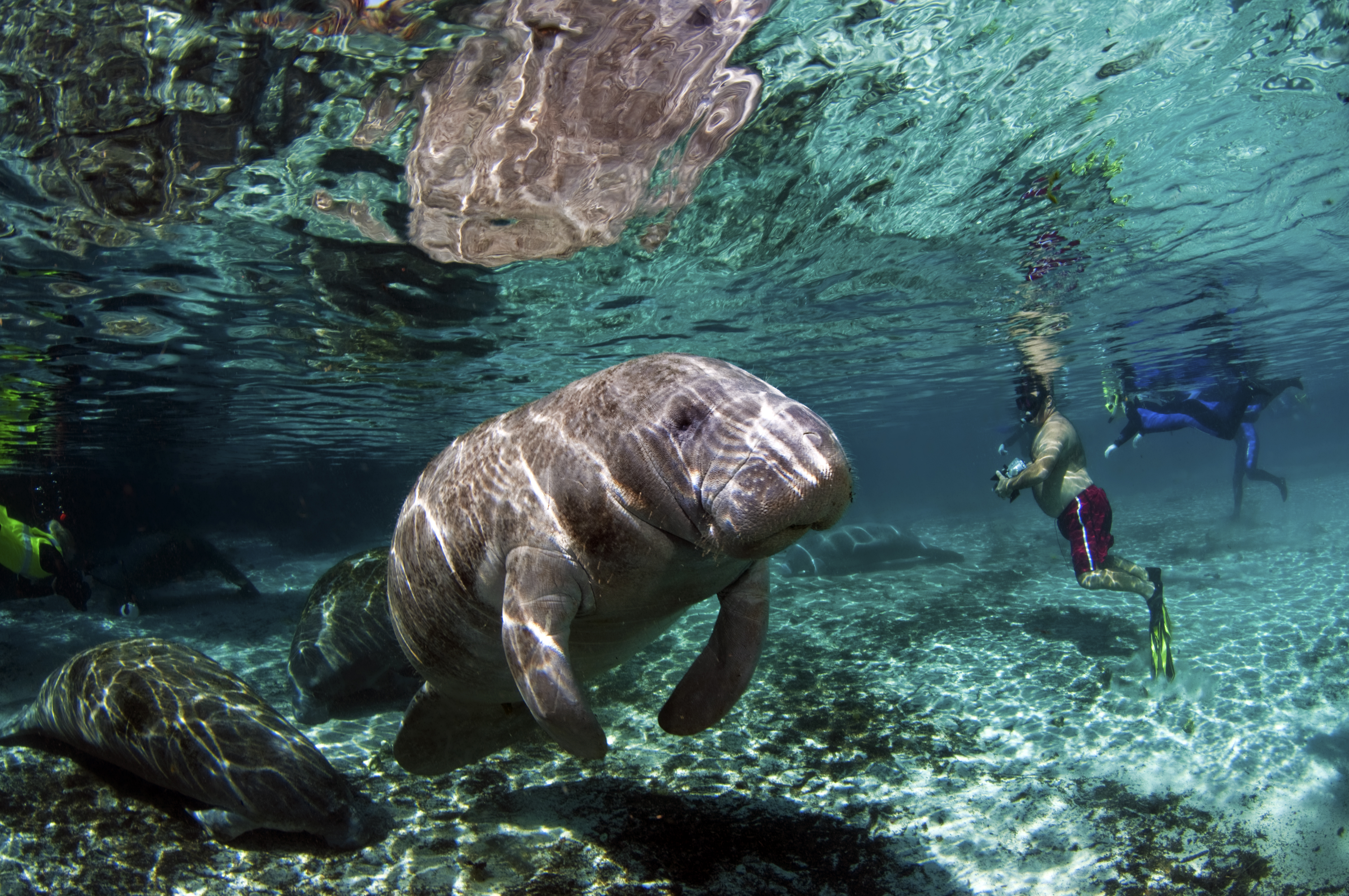 manatee, man snorkeling